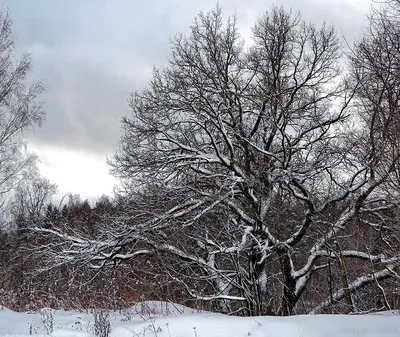Картинки деревья зимой