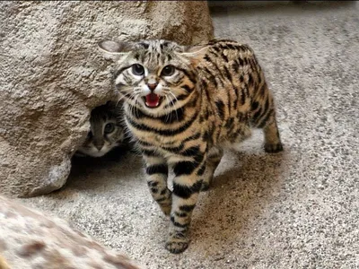 Самые редкие дикие кошки в мире: фото