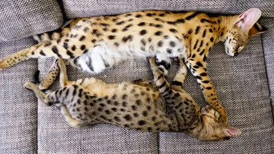 Дикие кошки и их мини-двойники - Питомцы Mail.ru