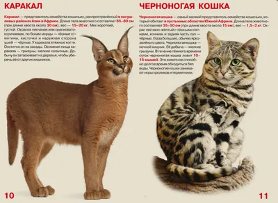 Большая книга. Дикие кошки. (ID#1665132055), цена: 60 ₴, купить на Prom.ua
