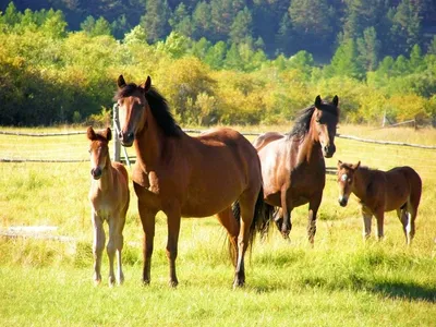 Где увидеть чистых диких лошадей? — senderismoeuropa.com