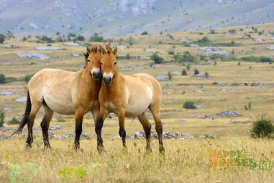 Лошади в дикой природе. | Счастливые Лошади