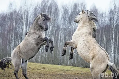 Nature Communications: Дикие лошади живут в многоуровневой социальной  структуре - EcoPravda.ru