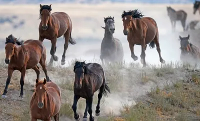 На остров в дельте Дуная выпустили еще одно стадо диких лошадей (фото,  видео) | Новости Одессы
