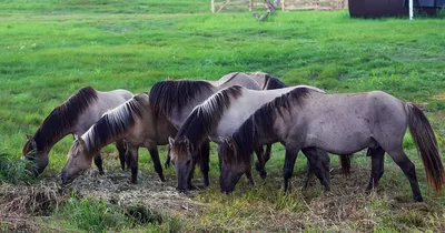 Табун диких лошадей в естественной среде обитания.Таких мест на планете  всего лишь три:в США,Канаде и Ростовской обл. остров Водный… | Instagram