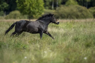 Табун диких лошадей бежит по …» — создано в Шедевруме