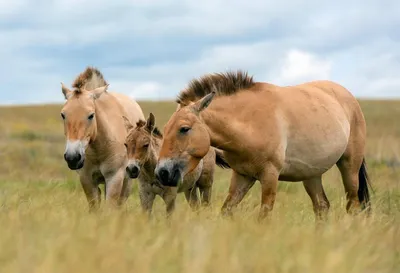 Млын.by - ФОТО ДНЯ: лошади Все современные породы домашних лошадей  произошли от диких лошадей, обитавших между Днепром и Уралом, и  прирученных, по данным генетиков, около 4200 лет назад. Одомашненная лошадь  и осёл