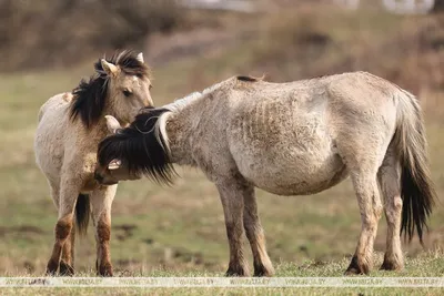 Стадо диких лошадей в Горной Ингушетии