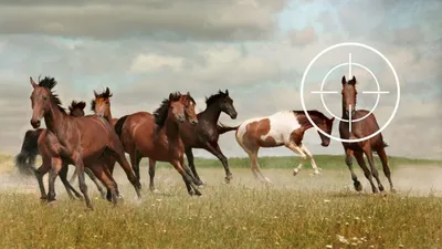 В Австралии собираются избавиться от 10 000 диких лошадей, чтобы спасти  природу | Пикабу
