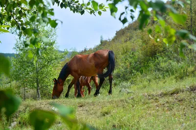 Диких лошадей из Кузомени ввезли в Калужскую область с нарушениями |  Информационное агентство «Би-порт»