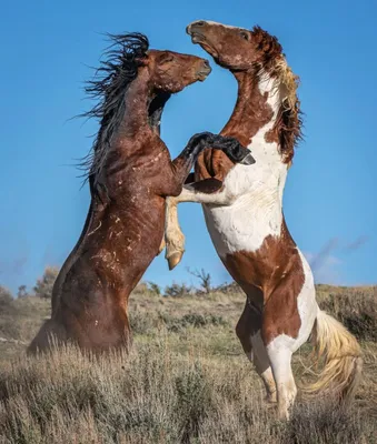 Дикие лошади в пустыне стоковое фото. изображение насчитывающей пустыня -  59688376