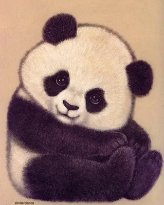 Картинки для срисовки панда фотографии