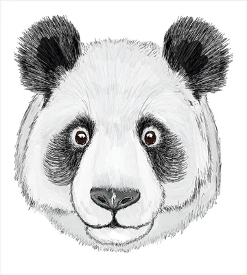 Рисунок панды: 120+ простых идей для срисовки