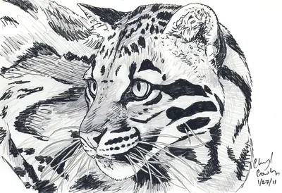 Рисунки для срисовки карандашом животные — Стихи, картинки и любовь… |  Рисунки, Животные, Рисование