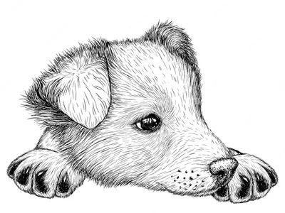Рисунки для скетчбука карандашом животные легкие (45 фото) » рисунки для  срисовки на Газ-квас.ком