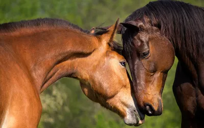 Картинки две лошади