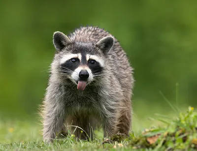 Енот-полоскун -Raccoon. Фотограф Etkind Elizabeth