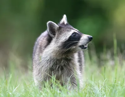 Енот-полоскун -Raccoon. Photographer Etkind Elizabeth