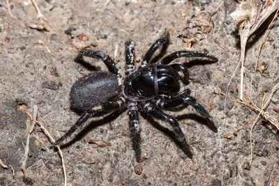 Топ-6 самых ядовитых пауков планеты | Пикабу