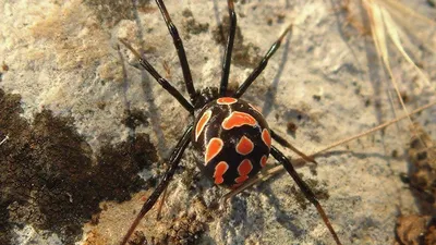 Ядовитые пауки замечены в Калужской области