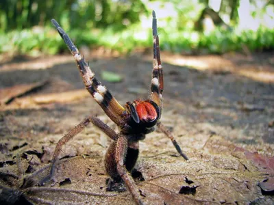 RT на русском on X: \"В Таиланде обнаружен новый вид ядовитых пауков  https://t.co/ijtu073NSc https://t.co/Egp85hW2GA\" / X