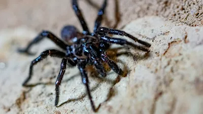Редкий ядовитый паук напугал жителей ВКО