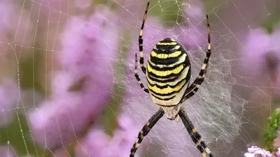 Жалят больно, живут 20 лет: во Флориде обнаружили новый вид ядовитых пауков  - ForumDaily