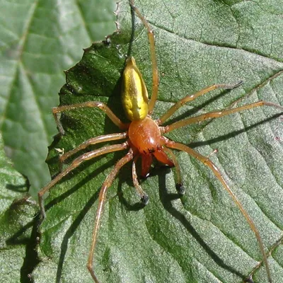 Ядовитые пауки живут в Волжском: подробнее об особях