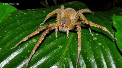 Самые ядовитые пауки в мире - Рамблер/новости