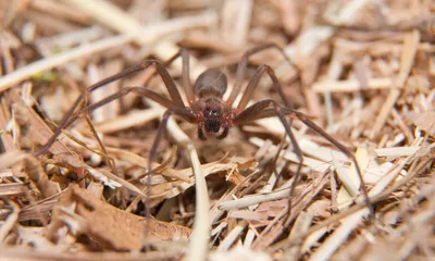 Опасных ядовитых пауков на сухогрузе доставили в Италию из Таганрога