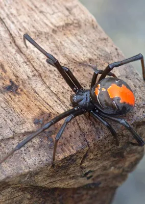 Костромичам покажут, как кормят ядовитых пауков | ГТРК «Кострома»