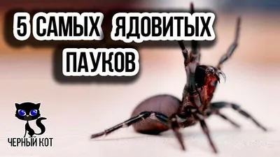 Нижегородцы жалуются на нашествие южных ядовитых пауков - KP.RU