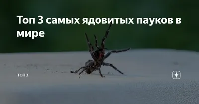 Жители села на востоке Казахстана жалуются на нашествие ядовитых пауков -  29.07.2020, Sputnik Казахстан