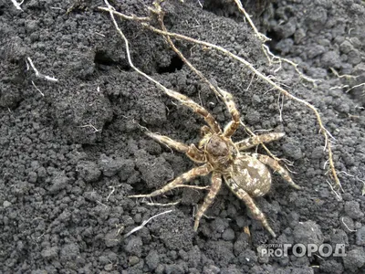 Ядовитые пауки каракурты покусали 14 астраханцев | Газета ВОЛГА