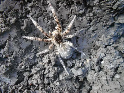 5 самых ядовитых пауков в мире. Интересные факты о животных - YouTube
