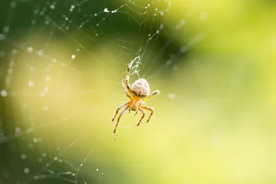 Жителей Днепропетровщины предупреждают об опасности ядовитых пауков |  Sobitie