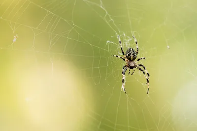 В Чувашии продолжают находить ядовитых пауков