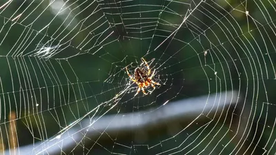 Дома жителей Курганской области атакуют ядовитые пауки