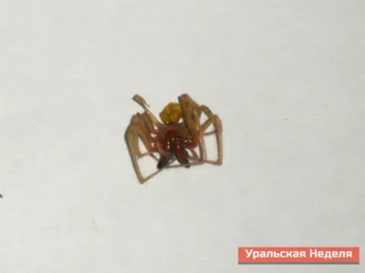 Каких ядовитых пауков и змей можно встретить в Подмосковье - Hi-News.ru