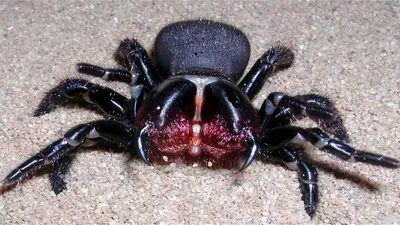 Дождь\" из ядовитых пауков прошел в Австралии: жуткое фото - Lifestyle 24