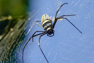 Ядовитые пауки оказались разносчиками устойчивых к антибиотикам бактерий
