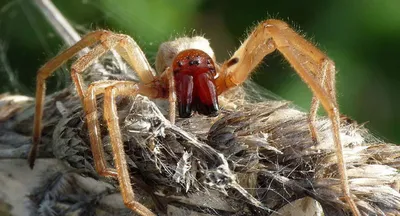 Прыгает и жалит: в Украине появился новый ядовитый паук - МЕТА