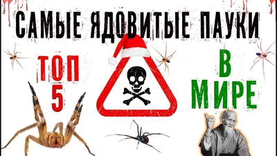 Нашествие каракуртов: от укусов ядовитых пауков страдают люди и животные