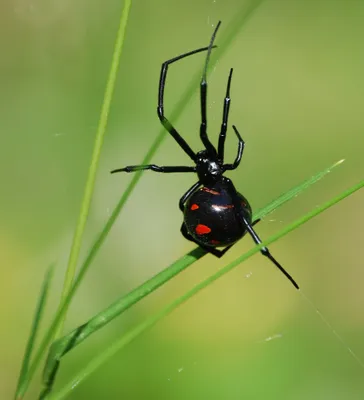 Каракурты, желтосумные и тарантулы: каких пауков в Одесской области лучше  избегать — УСІ Online