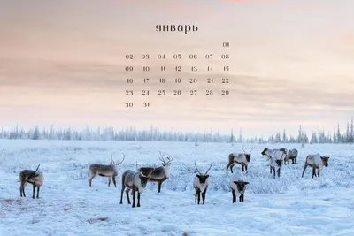 Обои + календарь: январь