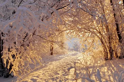 картинки : дерево, природа, лес, на открытом воздухе, филиал, снег, зима,  мороз, Лед, Погода, время года, Лесистая местность, Январь, Замораживание,  Park maksimir zagreb, Древесное растение 3264x2448 - - 653279 - красивые  картинки - PxHere