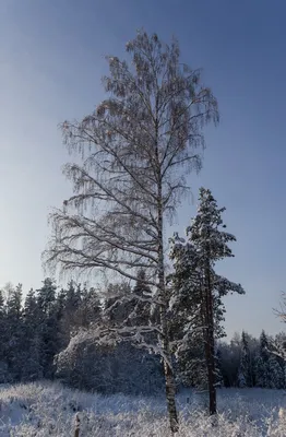 В зимнем лесу. Пермский край, Средний Урал, январь 2022 год — Фото №1395167