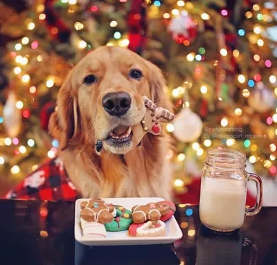 Картинки к новому году собаки фотографии