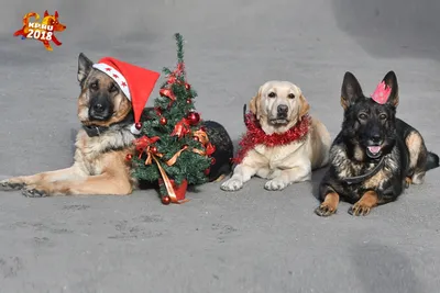 Красивые и прикольные картинки с Новым годом Собаки 2018 | Год Жёлтой  Земляной Собаки