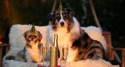 Что подарить собаке на Новый год? | Животные | WB Guru